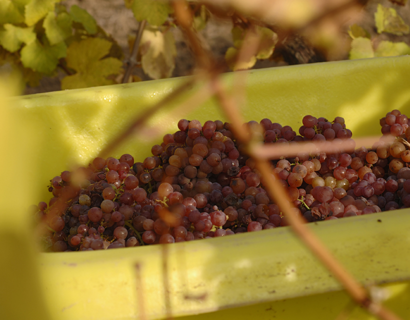 Vendanges et vente de vin nouveau