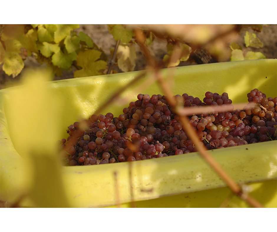 VENTE DE VIN NOUVEAU